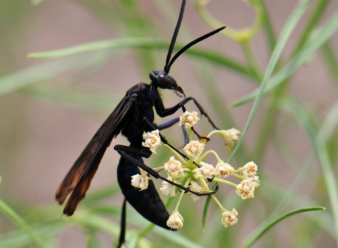 Great Black Wasp, Sphex pensylvanicus, Asclepias subverticillata